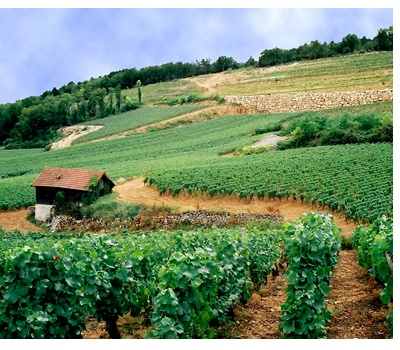 Viñedo Bodegas Louis Perdrier