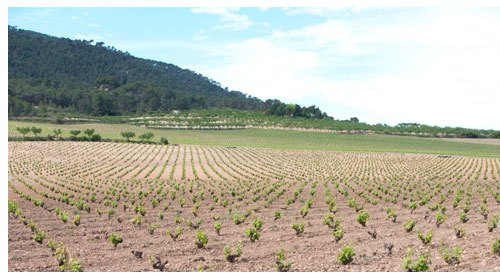 Entorno Bodegas Sierra Salinas