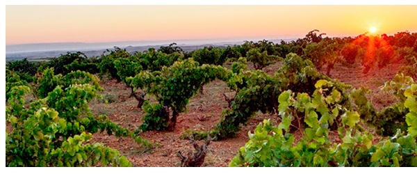 Extensión Bodegas Borsao