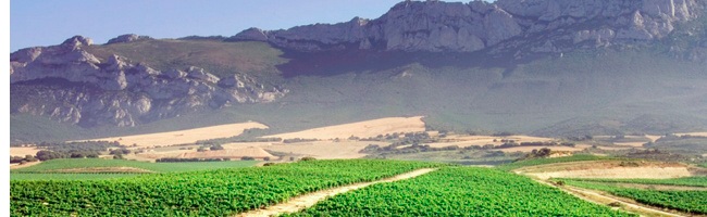 Viñedos Bodega Marqués de Vitoria