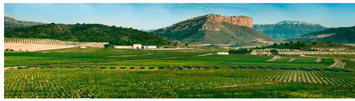 Paisaje Bodegas Juan Gil