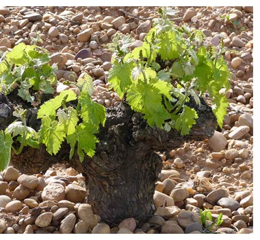 Viñedo Bodegas José Pariente