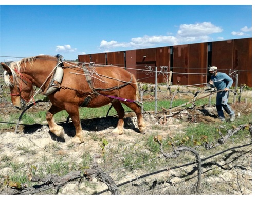 Trabajo de labranza en Bodegas El Grillo y La Luna