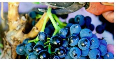 Bodegas Borsao es el Imperio de la Garnacha