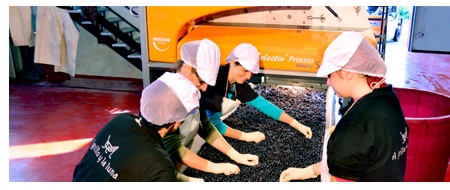 Trabajo de vendimia en Bodegas El Grillo y La Luna