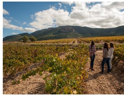 Viñedos Bodega Casa de la Ermita