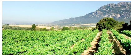 Viñedos Bodegas Casa Corredor