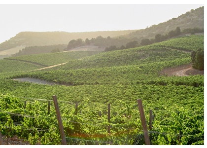 Viñedos Bodegas Hacienda Monasterio