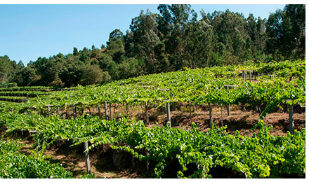 Viñedos Bodegas Mar de Frades