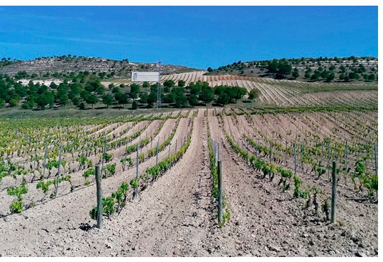 Viñedos Bodegas Matarromera