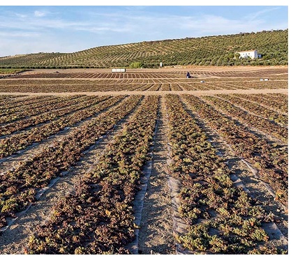 Viñedos Bodegas Toro Albalá