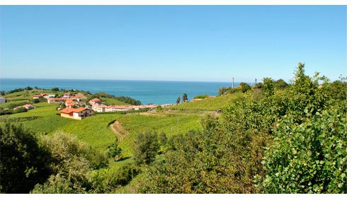 Entorno Bodegas Txakoli Aizpurua