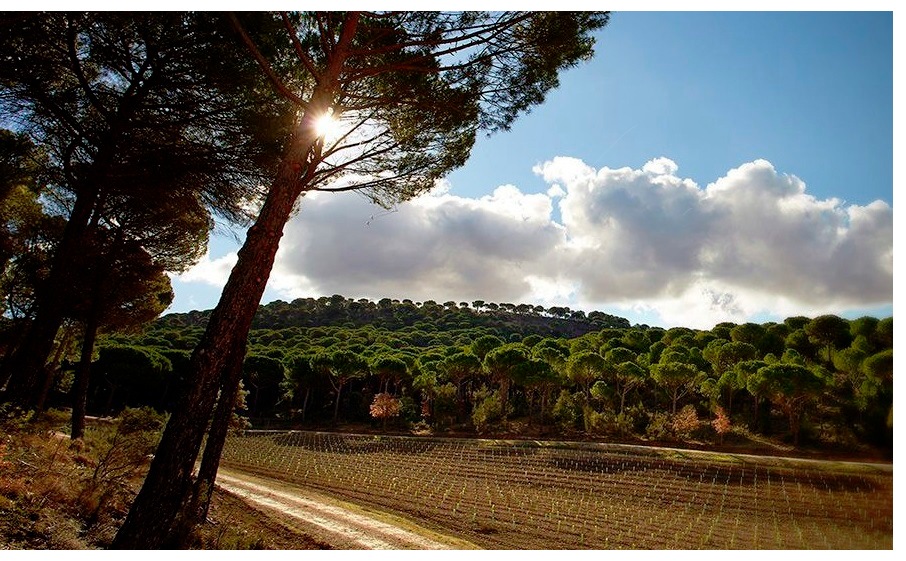 Entorno Bodegas Vega Sicilia