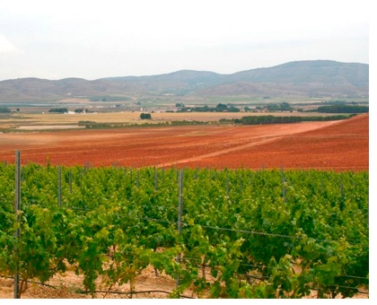 Viñedos Bodegas Estefanía