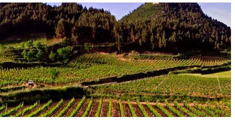 Viñedos Bodegas Muga