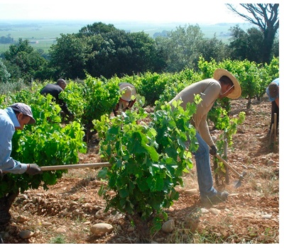 Viticultores Bodegas Alain Jaume & Fils