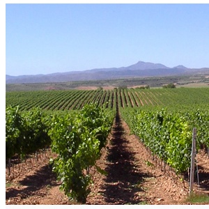 Viñedos Bodegas El Coto de Rioja